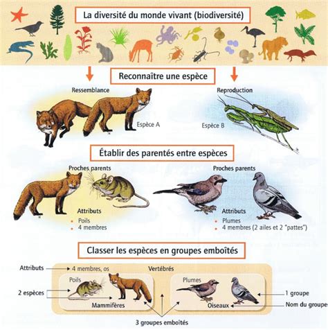 Diversit Parent S Unit Tres Vivants Cours Int Gralx