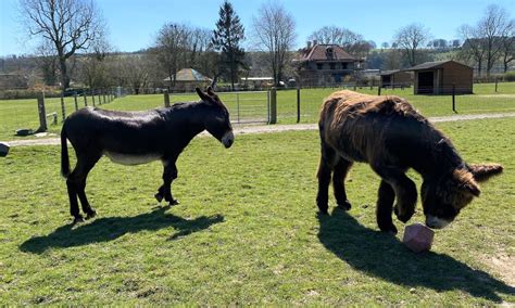 Gentle Giant Donkey Finds New Best Friend Good News Shared