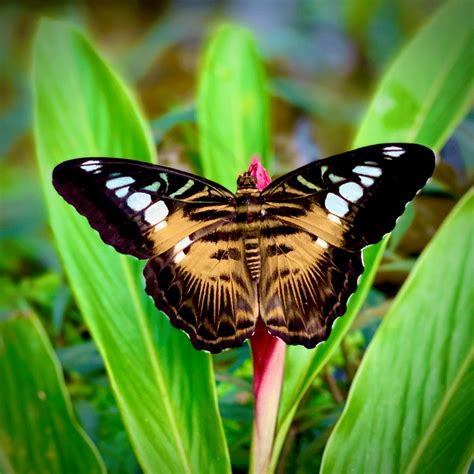 A Visit To Arubas Butterfly Farm A Cook And Her Books