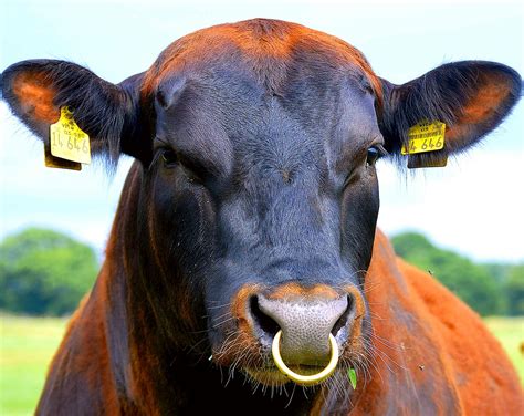 Nose Ring Bull Beef Ear Free Photo On Pixabay Pixabay