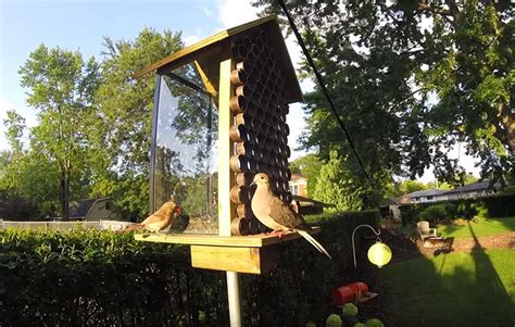 10 Brilliant DIY Squirrel-Proof Bird Feeder Ideas - Garden Lovers Club