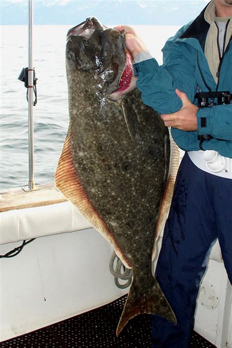 Pacific Halibut California Sea Grant