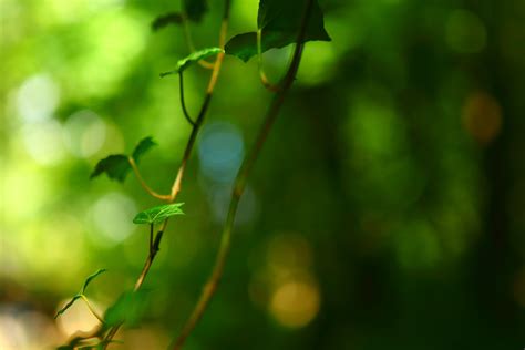 Wallpaper Sunlight Forest Nature Grass Plants Branch Green