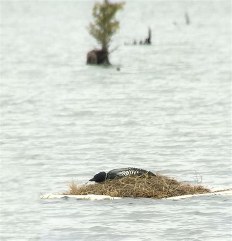 Protect our nesting Loons - upnorthvoice.com