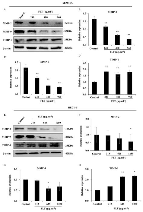 Combination Of Ferulic Acid Ligustrazine And Tetrahydropalmatine