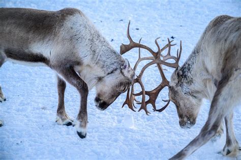 Pair Of Reindeer Fighting With Their Antlers On A Snowy Field Stock