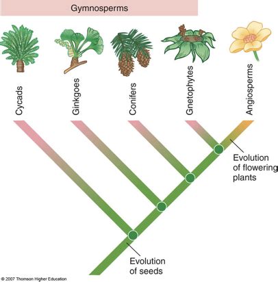 Plant Classification Flashcards Quizlet