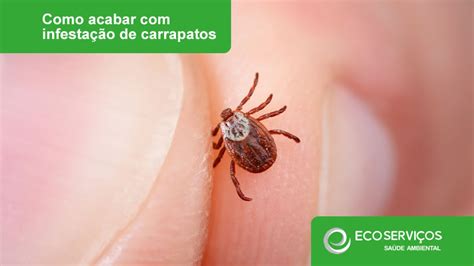 Como acabar infestação de carrapatos EcoServiços