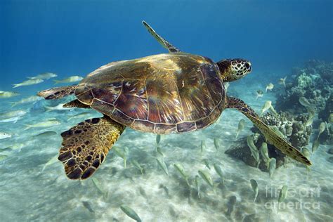 Maui Turtle Photograph By David Olsen Fine Art America