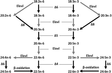 Biosynthetic Pathways Of Lc Pufa From The Precursors Linoleic Acid