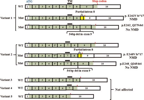 The Alterative Splicing Of The Tnfrsf A Gene And The Effect Of