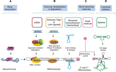 Strategies To Target LncRNA A Gene Transcription DNA Binding