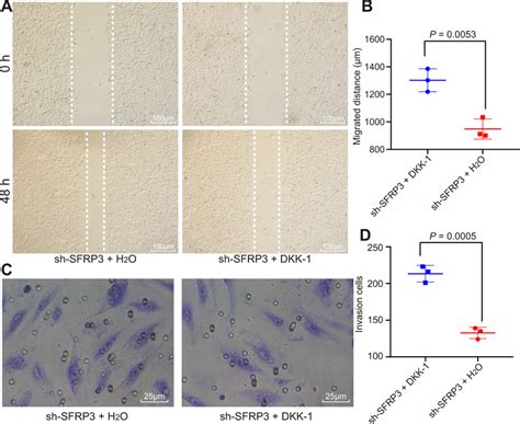 Sfrp Suppresses Hepg Cell Migration And Invasion Via Inhibition Of