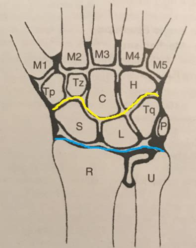 Wrist Hand Flashcards Quizlet