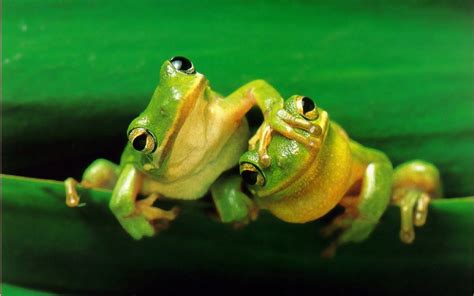 These 7 World’s Cutest Frogs Will Make You Jump With Joy Cutestist