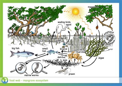 Visualizing Biodiversity Nature S Web Of Life In 2022 Ecosystems Food Web Forest Ecosystem