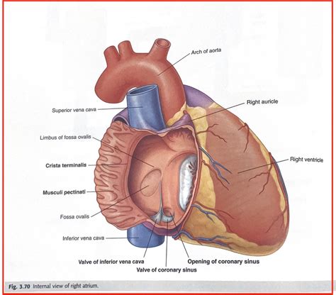 Figure 3.70 - Internal view of the Right Atrium Diagram | Quizlet