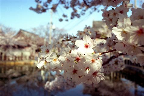 White Cherry Blossoms · Free Stock Photo