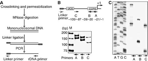 Mapping Of Nucleosome Positions At The Rdna Promoter A Schematic