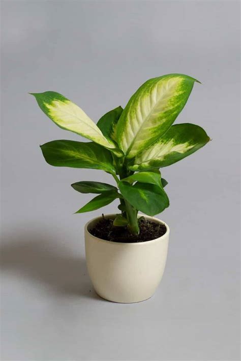 Dieffenbachia Camilla - Table Top - Indoor Plants | Plantshop.me