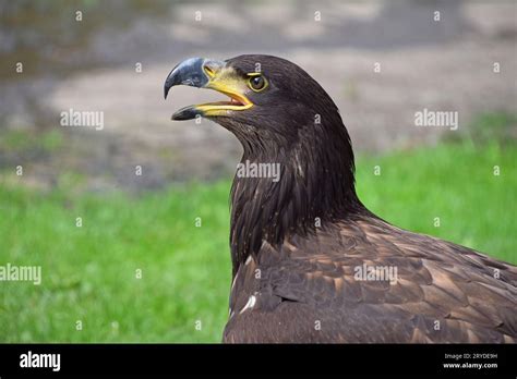 Golden Eagle Side View Hi Res Stock Photography And Images Alamy