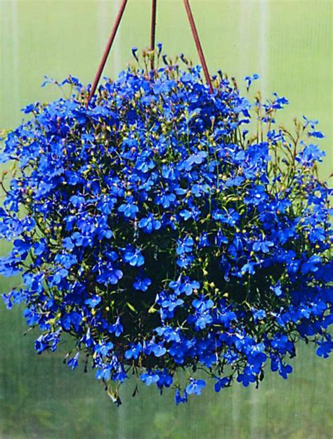 Lobelia Blue Palace | Sunny View Seeds | Buy Seeds, Bulbs, Fertilizers, Garden Accessories ...