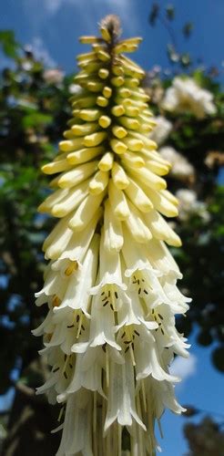 Kniphofia Possibly Little Maid Flowergirl Flickr