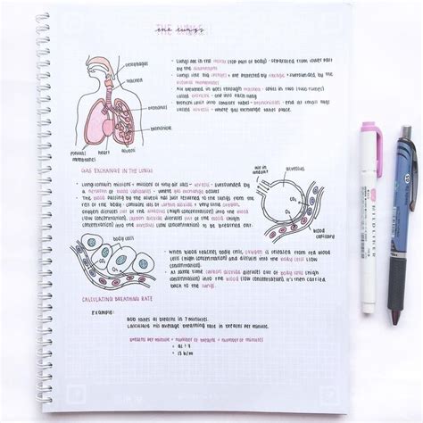 Biology Notes Neat Handwriting Printing Script Studyneigh