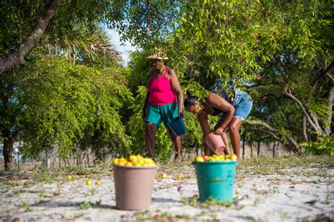 Catadoras De Mangaba Sergipe Portal Embrapa