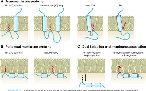 Figure From The Physiology Of Protein S Acylation Semantic Scholar