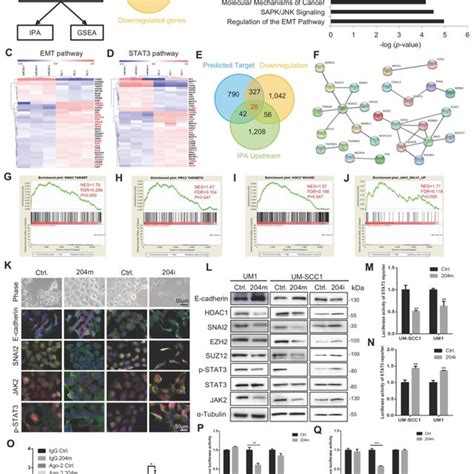 Mir 204 5p Suppresses Emt And Stat3 Pathway By Targeting Snai2 Suz12