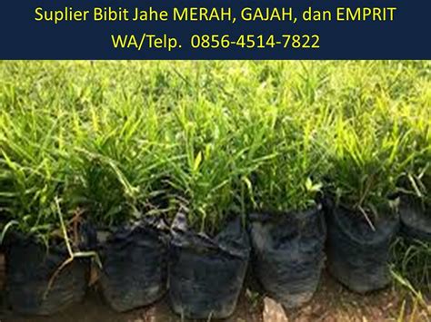 Jual Bibit Jahe Merah Super Jakarta Telp A Flickr