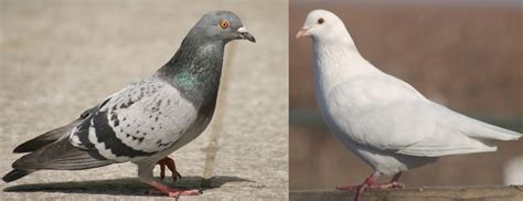 White Pigeon Vs Dove