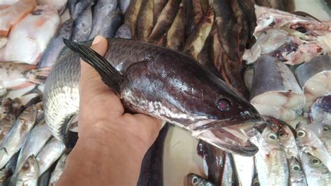 Ikan Mirip Ular Piton Pasarikan Viral Wongborneo Youtube