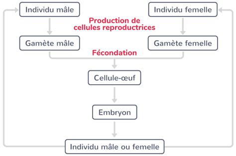 Établir Un Schéma Bilan De La Reproduction Sexuée Tle Exercice De Connaissances Svt Kartable