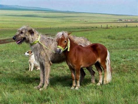 People Are Sharing Photos Of Their Irish Wolfhounds, And They Are True ...