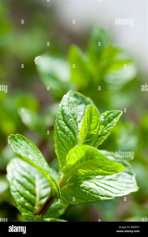 Peppermint Hi Res Stock Photography And Images Alamy