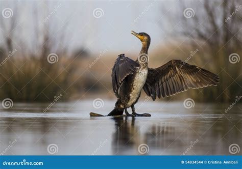 cormorant stock photo image  green water reserve