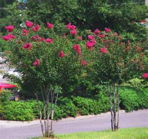 Ozark Locally Grown 28061002 Okmulgee Crape Myrtle Semi Dwarf Plant