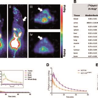 In Vivo Evaluation Of F Sqflt In Female Balb C Athymic Nude Mice