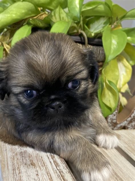 Pekingese For Sale In Eagle Pass 1 Petzlover