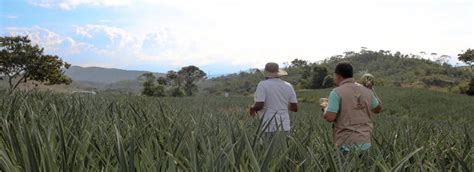 Unidad De Restitución De Tierras Devuelve 95 Mil Hectáreas A Vict