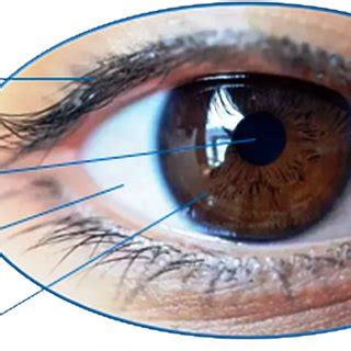 The outer look of a human iris. The iris is a circular structure ...