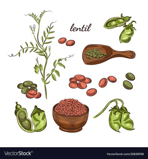 Lentil plant hand drawn Royalty Free Vector Image