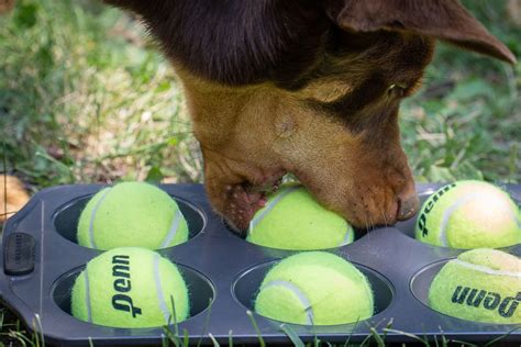 Simpel Denkspel Voor Je Hond Muffinblik Met Ballen Hondtrainen Nl