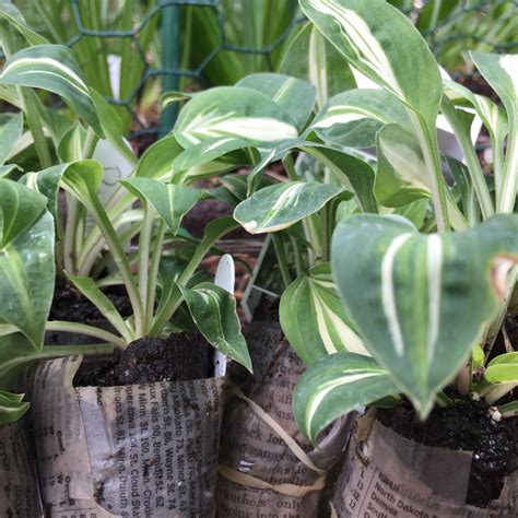 Hosta 'Pandora's Box', Plantain Lily 'Pandora's Box' in GardenTags plant encyclopedia