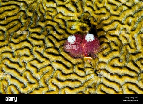 Christmas Tree Worm Spirobranchus Giganteus Filter Feeding While