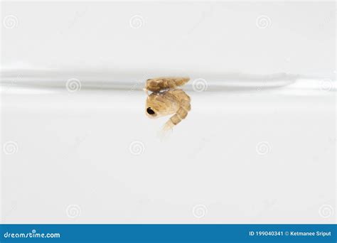 Moustique De Larve Dans L Eau Image Stock Image Du Insecte