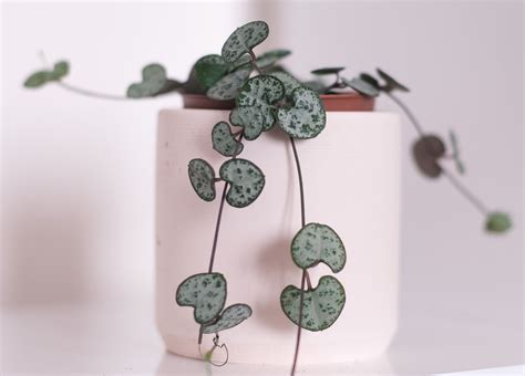 Церопегия вуду - фото и картинки: 69 штук