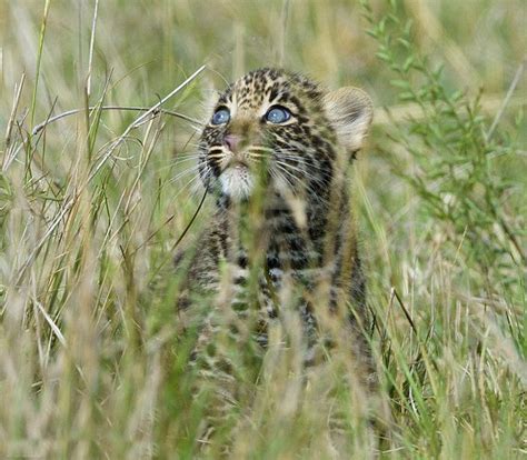 Mother Leopard Saves Her Baby | Animals